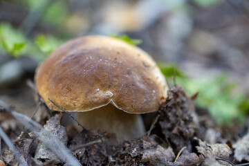 Mushrooms found in Polish forests © Jacek 