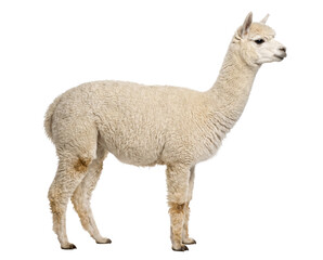 Profile View of a Fluffy White Alpaca © TARIKUL