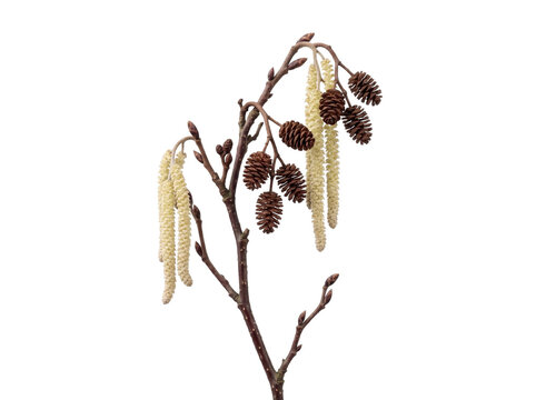 Alder Branch With Catkins And Cones