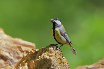 Great Tit (Parus major) calling while perched on a rotten log. © VOLODYMYR KUCHERENKO