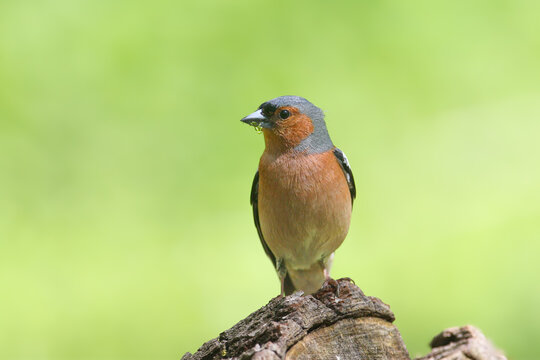 Common Chaffinch (Fringilla coelebs) male perching on a wooden stump