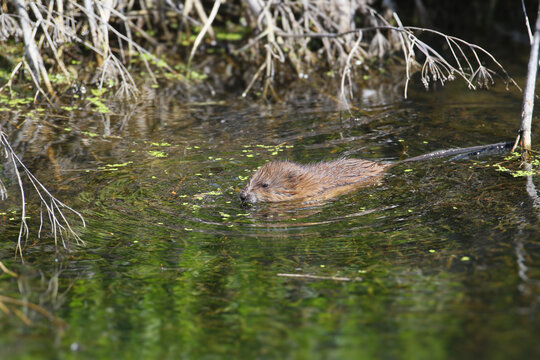 Muskrat (Ondatra zibethicus) swimming in clear water among aquatic vegetation.