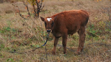 Brown calf with white forehead marking grazes amid dry grasses and sparse twigs in natural steppe setting © evgeniykleymenov
