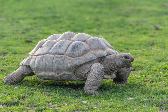 The photo shows a giant tortoise ( Aldabrachelys gigantea ), which is characterized by its massive domed shell and strong scaly limbs.