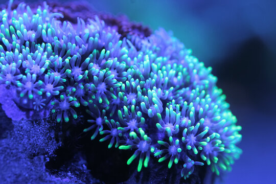Macro of coral polyps with glowing green-tipped tentacles under blue light in a reef aquarium