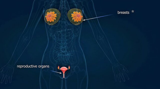 A 3D animation of the female reproductive system showing ovaries, uterine tubes, uterus, and vagina.