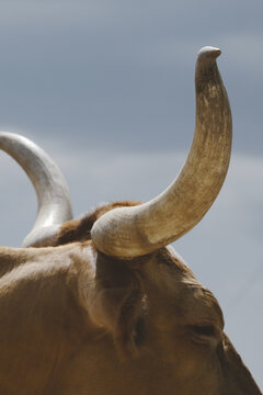Texas Longhorn Cow Horns Close-Up in Vertical Detail with Blurred Background