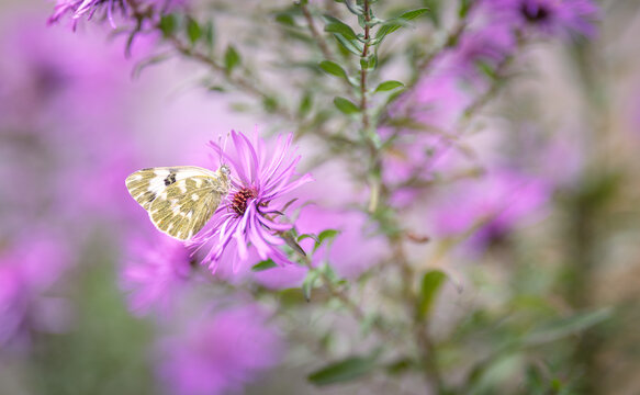 butterfly on a purple aster flower in the garden, shallow depth of aster flower 