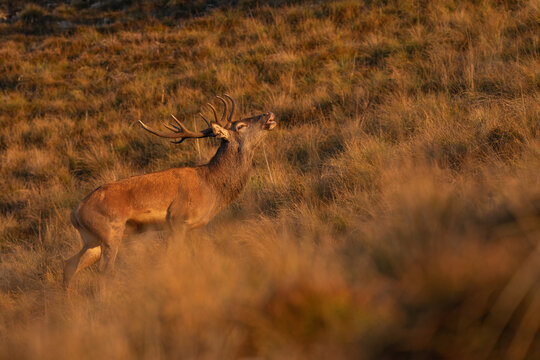 The perfect camouflage of the red deer (Cervus elaphus) at dawn, sniffing the air during the rutting season. Alps, Italy, Piedmont.

