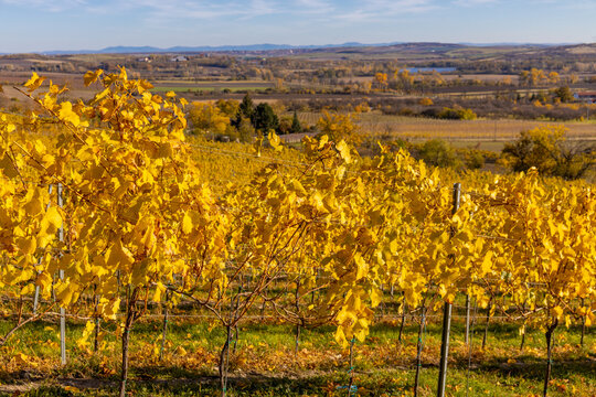 Golden autumn vineyards stretching across rolling countryside, with neatly arranged grapevines displaying rich yellow, amber, orange, and copper foliage beneath soft seasonal sunlight