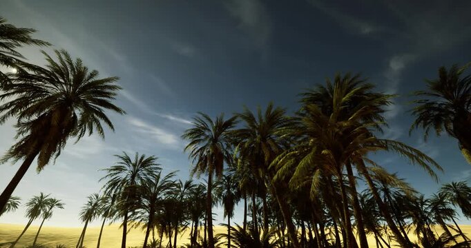 lowangle palm canopy over glowing horizon, warm sky with scattered clouds, resort vibes perfect for travel marketing and social media hero art
