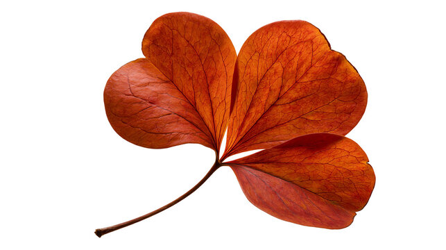 Dried orange autumn leaf with visible veins and heart shaped lobes