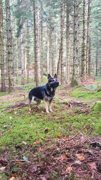 Alert German Shepherd beside its owner in a forest. The attentive dog conveys vigilance, protection, loyalty and the instinct to guard its surroundings.