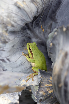 Frog