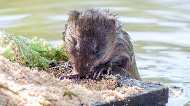 otter on the rock