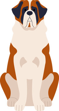 Saint Bernard dog sitting. St bernard puppy, cute Swiss dog sitting. Cute Swiss puppy pet, canine animal breed. Flat vector illustration isolated on white background