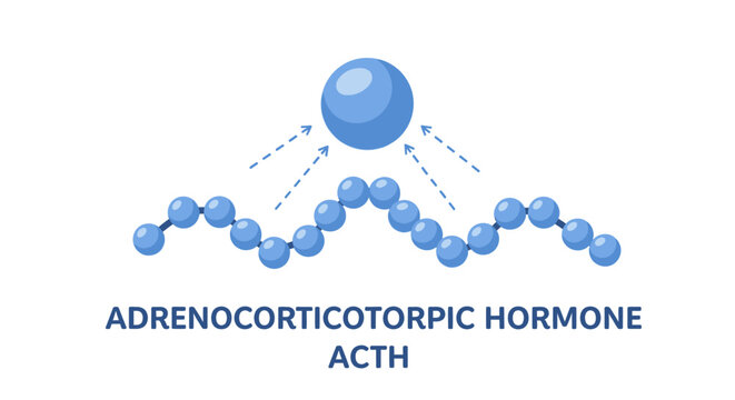 Color vector illustration of Adrenocorticotropic hormone (ACTH) molecular structure concept diagram.