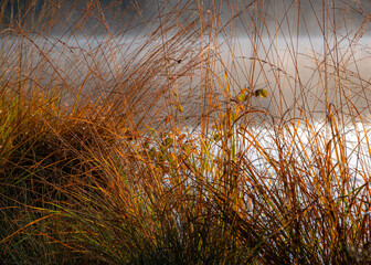 Obraz premium Yellow, bright sunrise, dawn, over the swamp, reflections of trees in the swamp lake, sunrise, sunset, warm light and fog, dawn light over the lake by the swamp