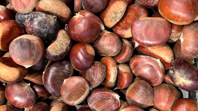 Full frame tracking shot on many fresh raw brown chestnuts piled together, showcasing their glossy texture and rich autumn colors.