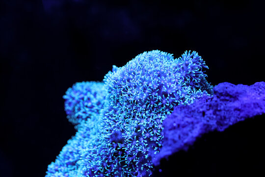Macro of star polyp coral colony with tiny glowing blue tentacles on a black background