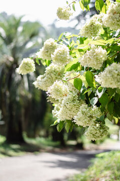 Sunlit white hydrangea paniculata blooming along a scenic park path on a bright summer day.
