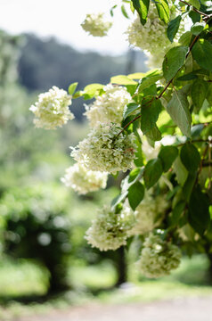 Sunlit white hydrangea paniculata blooming along a scenic park path on a bright summer day.