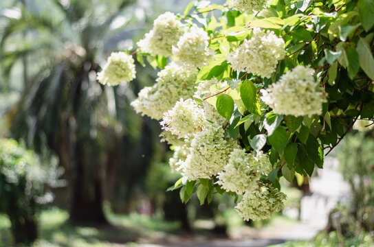 Sunlit white hydrangea paniculata blooming along a scenic park path on a bright summer day.