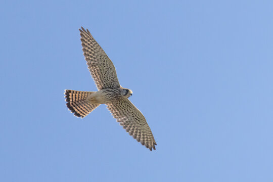  Common kestrel (Falco tinnunculus) soaring in flight against a clear blue sky, low angle view of underwing details.