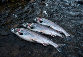 Fototapeta premium Sustainable fishing and food security, fresh rainbow trout caught in a cold mountain river for healthy nutrition and organic seafood industry supply