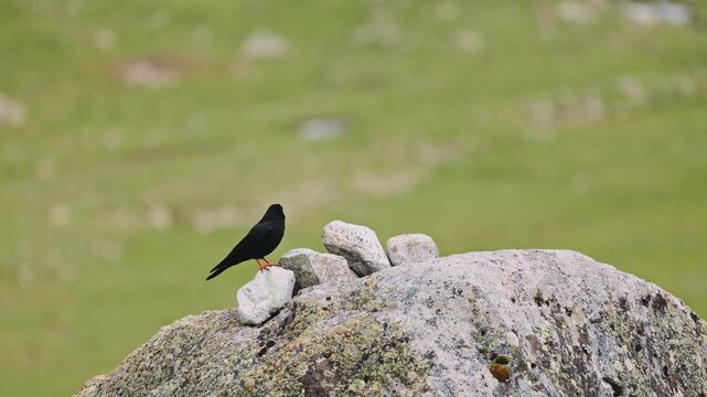 A pair of Alpine jackdaws plays on a rock during mating season lat. Pyrrhocorax graculus, also known as the yellow-billed chough. Bird watching in the wild, slow motion video 120fps..