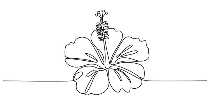 Continuous single line drawing of a beautiful hibiscus flower with petals and stamen isolated on a plain surface for a simple and modern art design isolated on transparent background