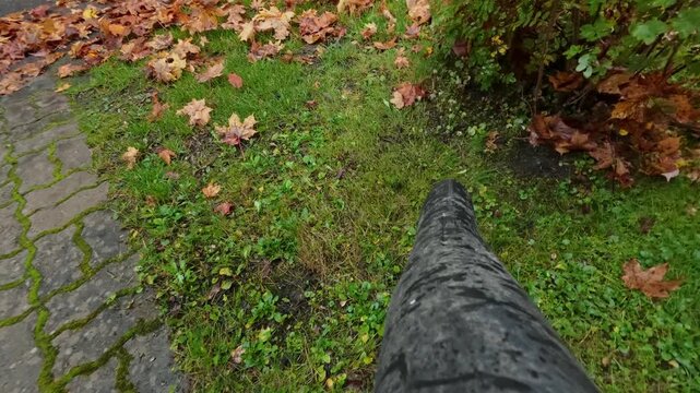 POV shot of leaf blower nozzle clearing orange maple leaves on wet grass in autumn