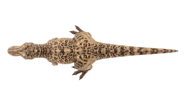 Top view of a realistic tyrannosaurus rex dinosaur toy figure with leopardlike spots isolated on transparent background