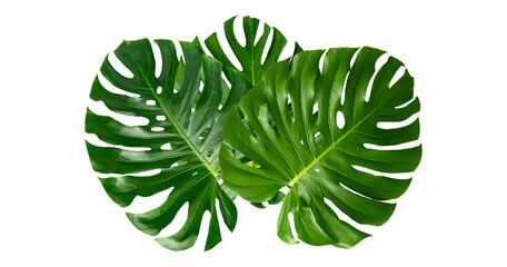 Monstera leaves leaves with Isolate Leaves on transparent background PNG file © Design Zone