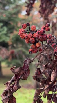 Close-up of dried red rowan berries and curled brown leaves on a mountain ash branch in late autumn