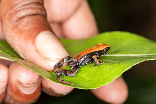 Madagascar, Nosy Be, Madagascan Brown Frog (Mantella ebenaui)