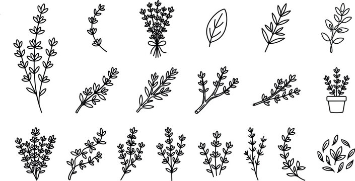 Minimalist black and white thyme herb branch line art vector illustration icon set for culinary packaging branding and organic cosmetic design