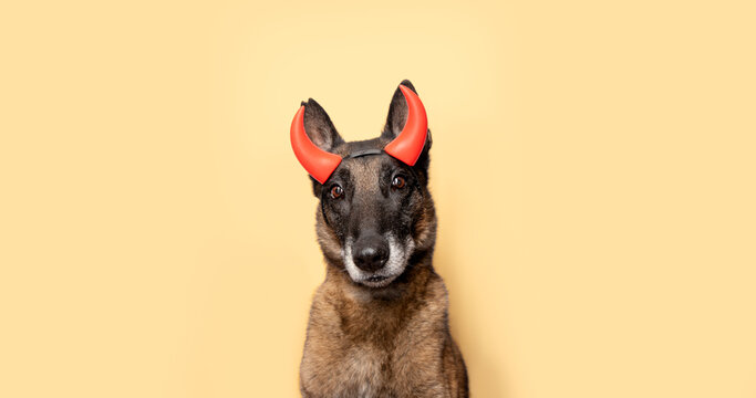 Belgian Malinois wearing red devil horns on yellow background, powerful Halloween pet portrait, brown and black dog, spooky character, canine strength, funny costume and seasonal celebration