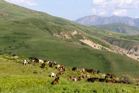 Herd of cows and calves grazing on steep green mountain pastures in warm light with eroded cliffs and distant rocky peaks in the highlands near Selim Pass, Selim, Armenia