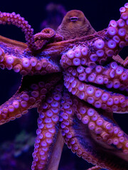 Day Octopus Extreme Close Up © David