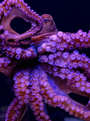 Day Octopus Underside Extreme Close Up © David