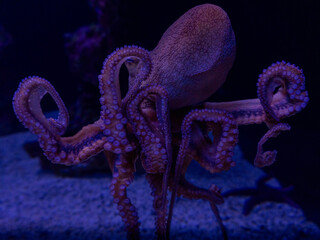 Day Octopus in Blue Water © David