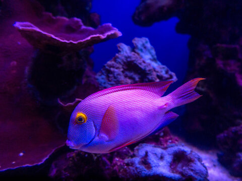 Yellow Eyed Kole Tang Fish