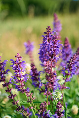 Fototapeta premium Closeup blooming wild sage purple flowers.