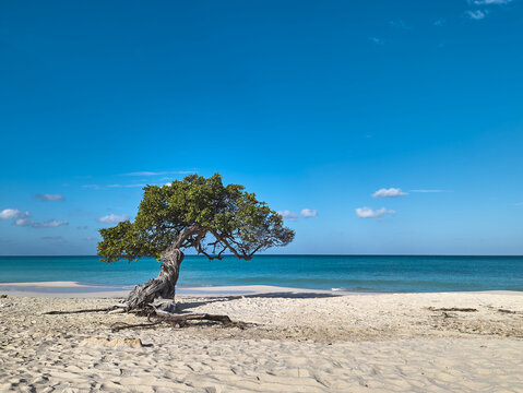 Divi divi tree growing on sandy beach by turquoise ocean water