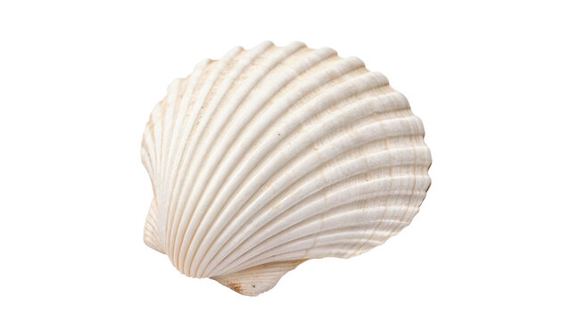 Single beautiful white sea shell clam aquatic marine creature wildlife isolated on transparent background