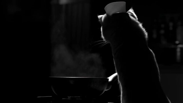 Cat drinking water from bowl in dim light