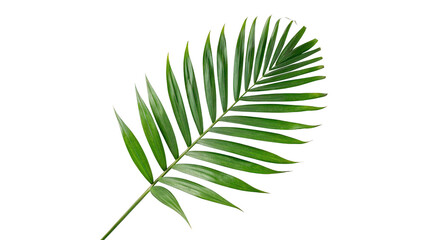 Single fresh green palm tree plant leaf tropical exotic foliage isolated on transparent background © Leo