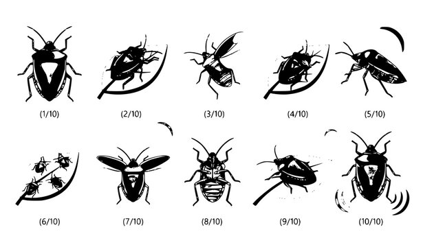 Green Stink Bug Agricultural Pest and Bad Odor Vector Icon Collection