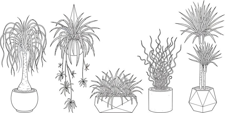 Five potted houseplants with narrow foliage in a black and white line